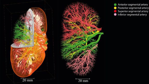 Human Organ Atlas_kidneys.jpg