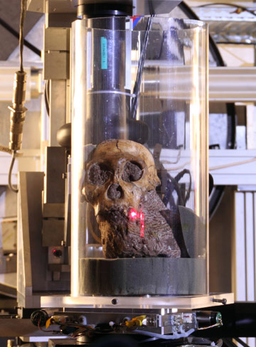 The skull of Australopithecus sediba during the experiment at the ESRF beamline ID19.