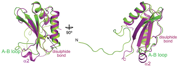 Overlay of the crystal structures of the oxidised SSUL1 module of CcmM from Synechococcus elongatus PCC7942 (in magenta) and the small subunit of Rubisco, RbcS (in green)